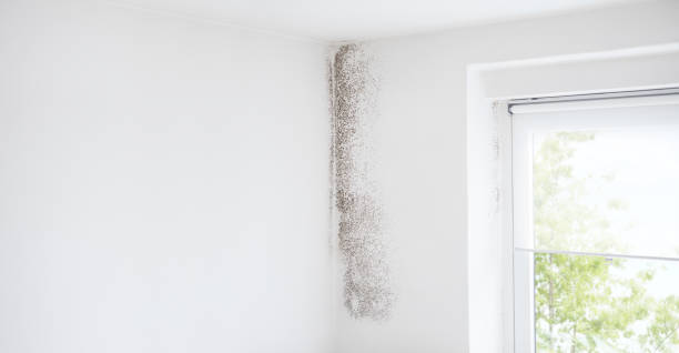  , IN Mold Removal Pros